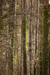 Wald in Deutschland