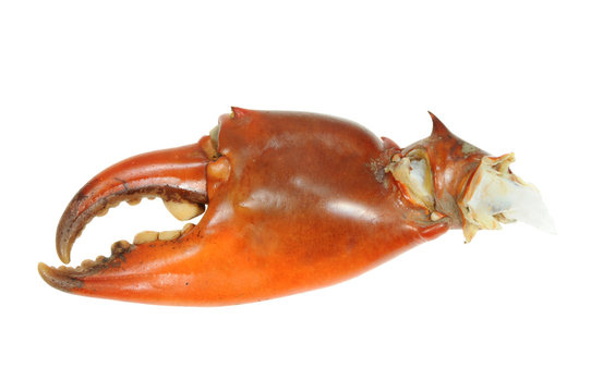 Cooked Crab Pincer Isolation