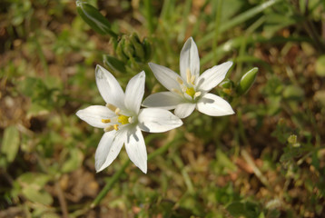 Fototapeta na wymiar fiori bianchi