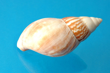 Shell