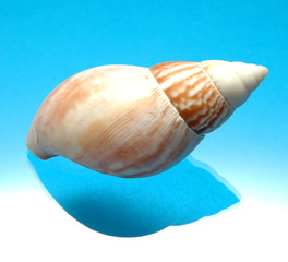 Shell