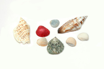 Different shells