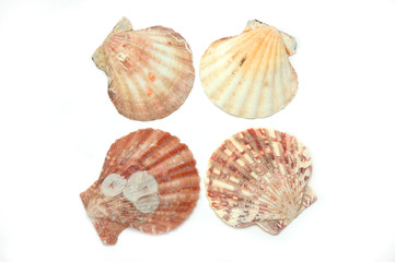 Shells