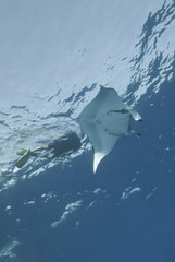 Manta Ray at the surface.
