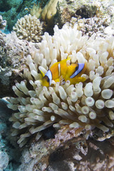 Naklejka na ściany i meble Red sea anemone fish