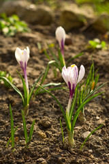 Crocus - first spring flower