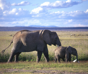 Elefant_115767