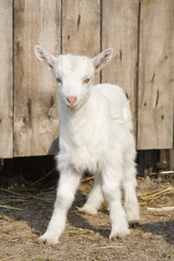 The young  goatling.