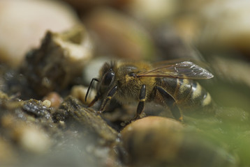 Honigbiene - honey bee (Apis mellifera)