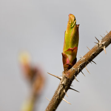 spring dogrose