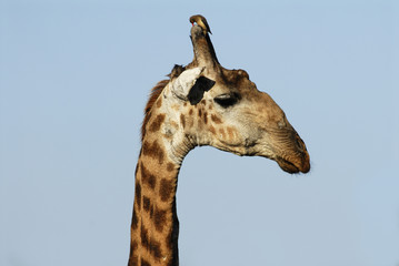 A red-billed oxpecker cleaning the horn of a giraffe
