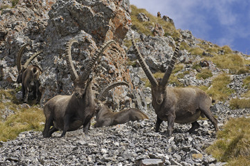 Two male Ibexes in the Vanoise National Park