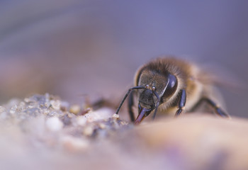 Honigbiene - honey bee (Apis mellifera)