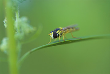 Schwebfliege - hover fly (Syrphiade)