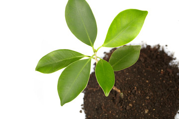 Young green plant on a white background