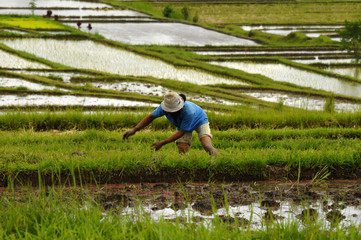 Reisfelder - Bali - Indonesien