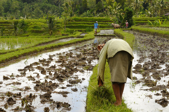 Reisfelder - Bali - Indonesien