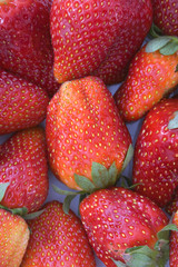 fresas3