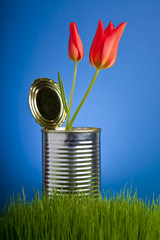 Red tulip, growing in tin can
