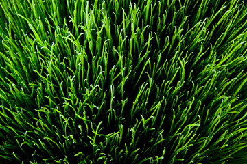 sunny grass. top down view detailed texture
