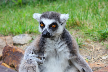 Obraz premium lemur