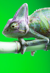 Fototapeta premium Green animal