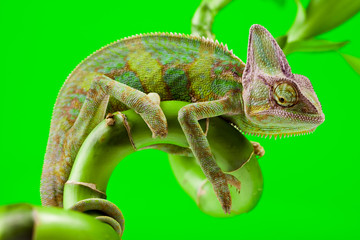 Obraz premium Green chameleon