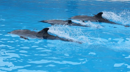 Obraz premium Three dolphins