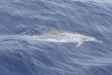 Wild Dolphin