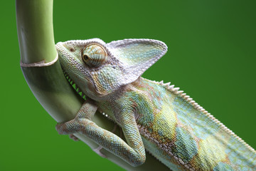 Green chameleon