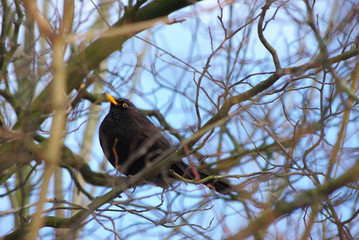 In einem Baum sitzende Amsel