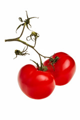 Tomatoes on a twig isolated over a white background.