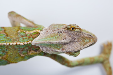 Chameleon isolated over white background
