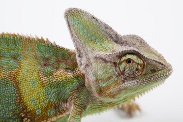 Chameleon isolated on white