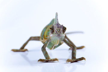 Chameleon