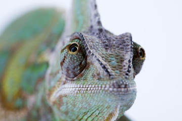 Chameleon