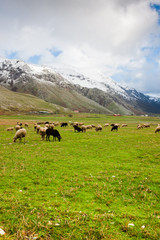 Fototapeta na wymiar Sheep at Lago del Matese
