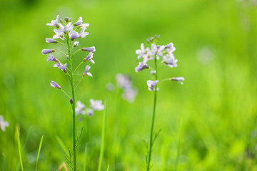 cardamine flower in spring meadow