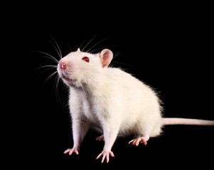 Young white rat looking up on black background