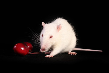 Young white rat posing on black  background with cherry