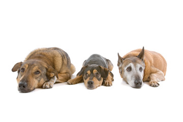 group of three mixed breed dogs isolated on white