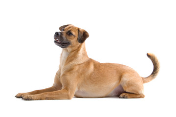 profile of a lying mixed breed dog