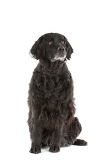 front view of a mixed breed dog (half setter)