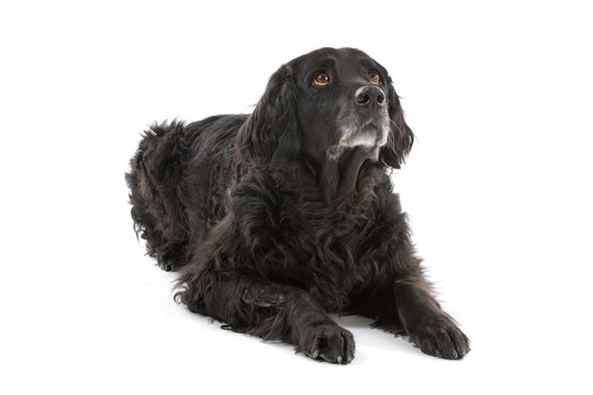 mixed breed dog (half setter) looking up