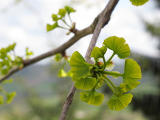 il ginko biloba germoglia