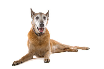 mixed breed dog looking at camera