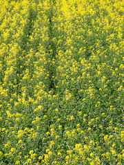 Rapeseed field background