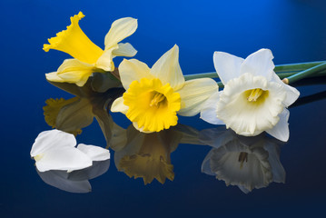 yellow and white narcissus on blue background