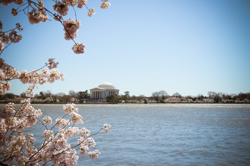 Jefferson Memorial Cherry Blossoms