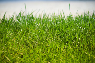 Grass background